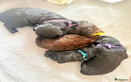 Cockapoo dogs for sale: Female f1b cockapoo puppies - Image 1