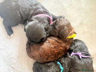 Cockapoo dogs - Advert 2