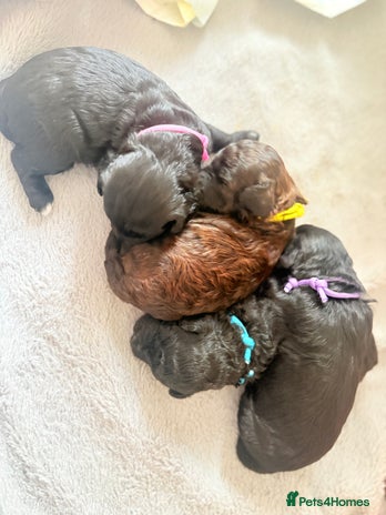 Cockapoo dogs - Advert 5