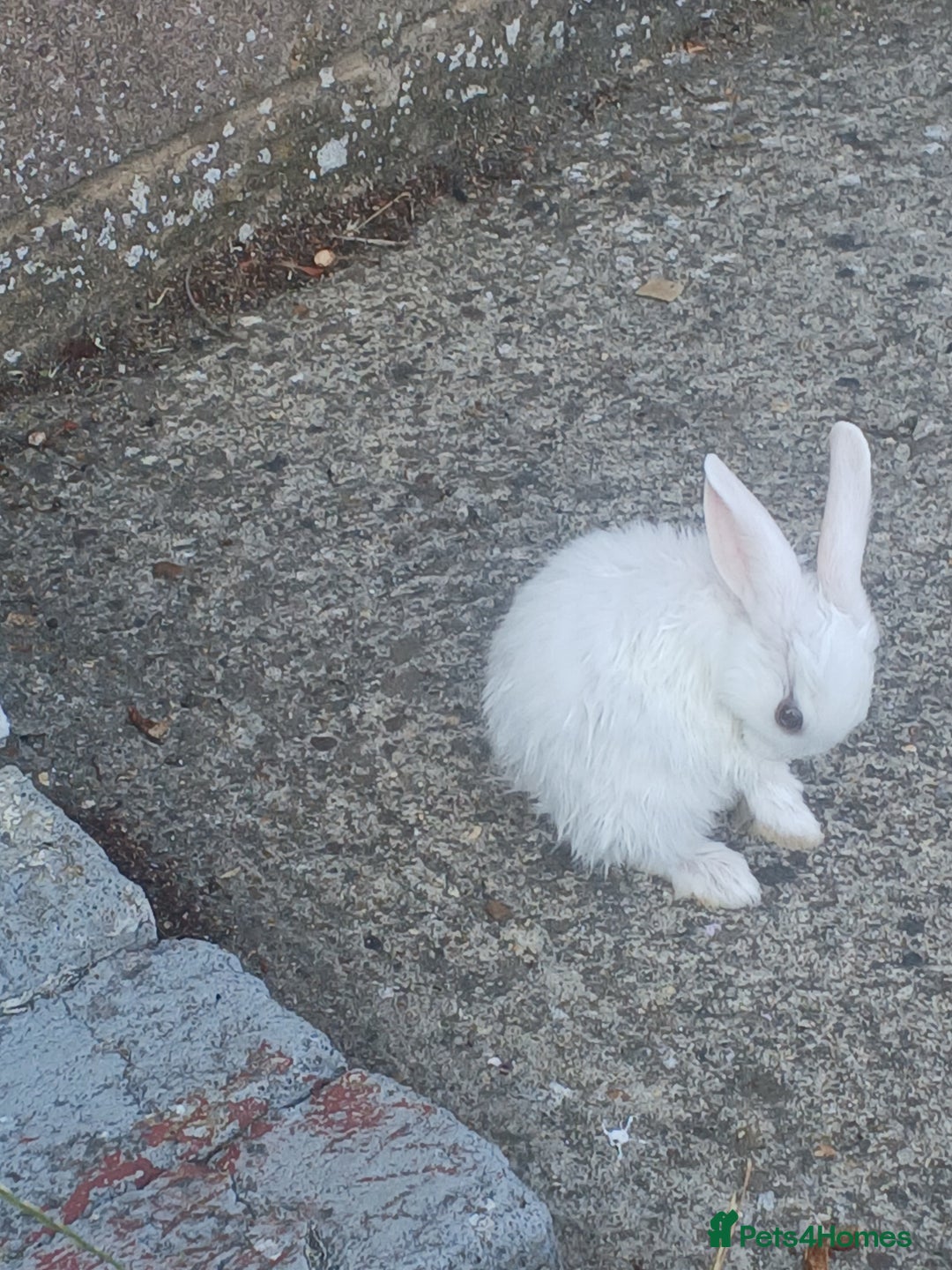 Netherland Dwarf rabbits for sale: Selling 1 nerherland dwarf girl bunny with cage  - Image 12