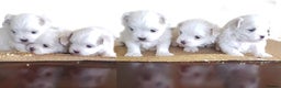 Maltese dogs for sale: K C registered Maltese Puppies - Advert 2
