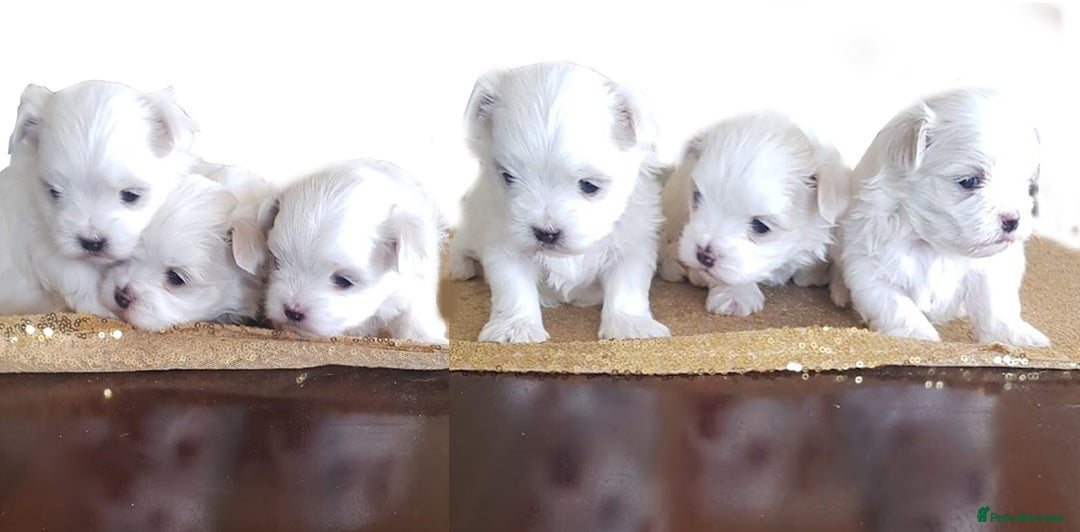 Maltese dogs for sale: K C registered Maltese Puppies - Advert 2