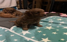Cavapoo dogs for sale: Gorgeous Red Cavapoo Puppies - Image 6