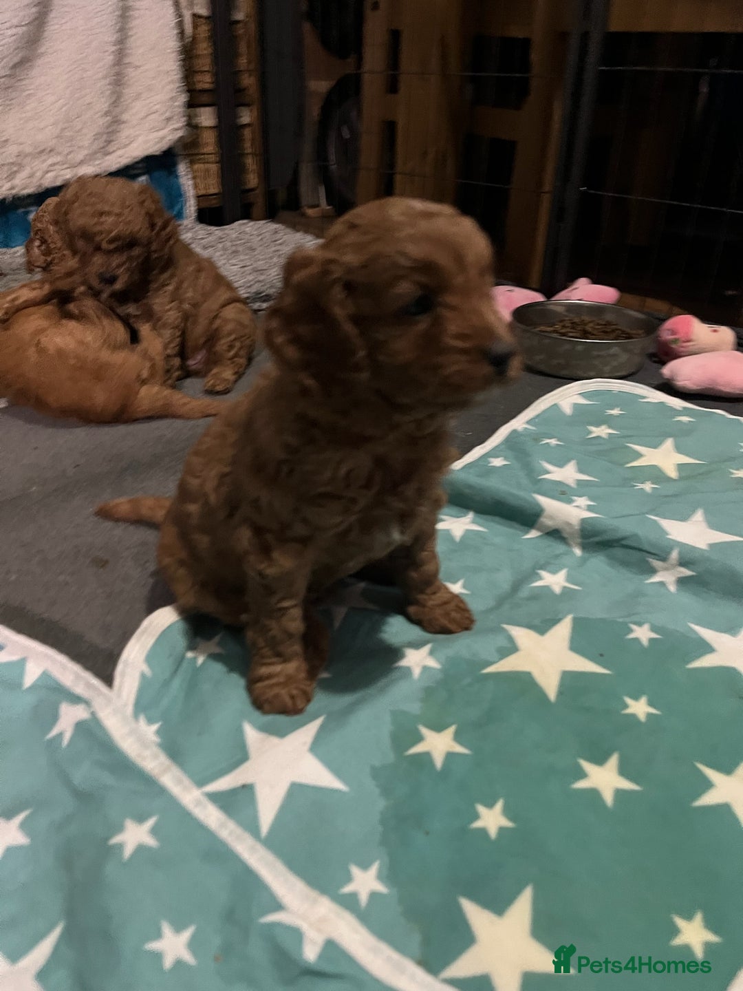 Cavapoo dogs for sale: Gorgeous Red Cavapoo Puppies - Image 6