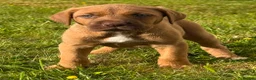 Bandog dogs for sale: BANDOG MASTIFF PUPPIES, TOP EUROPEAN WORKING BLOOD - Advert 22