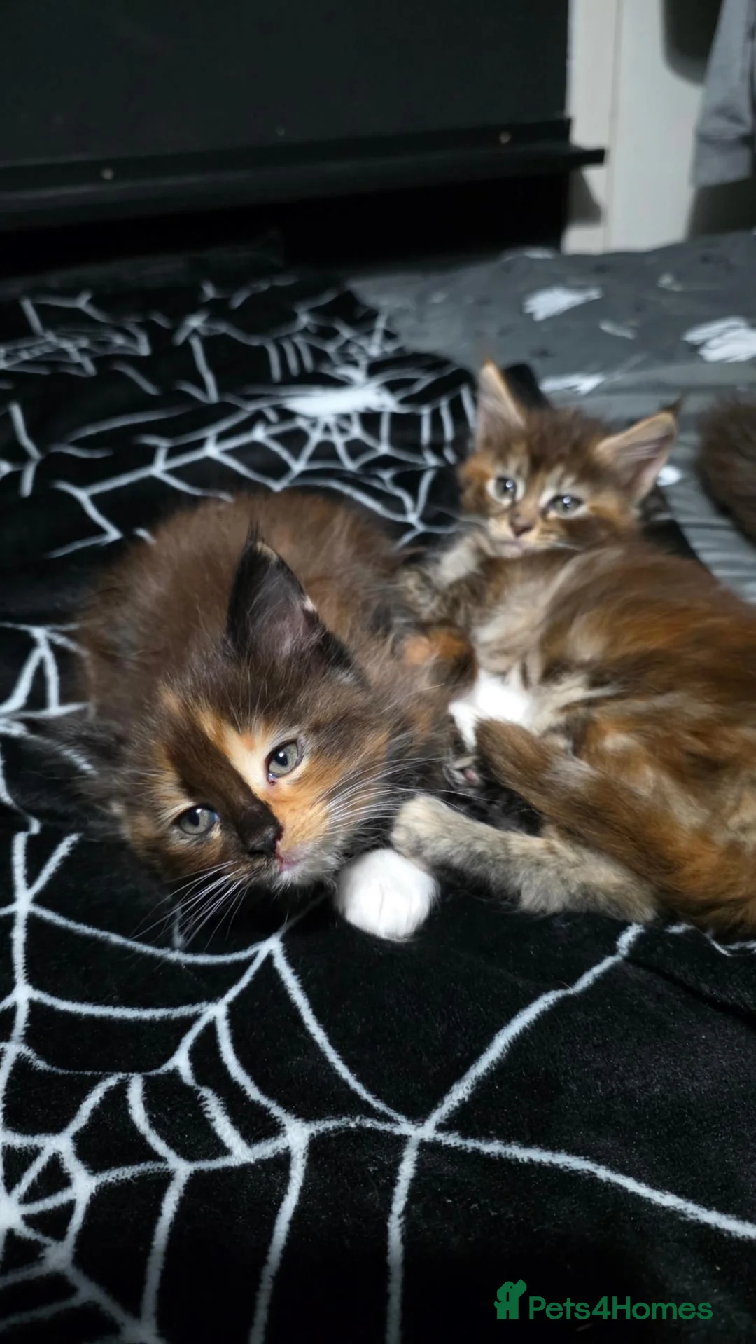 Maine Coon cats for sale: Maine Coon kittens for sale £1000 - Advert 2