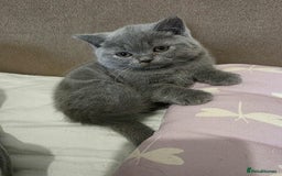 British Shorthair cats for sale: Beautiful BSH Kittens from the champion lines - Image 9