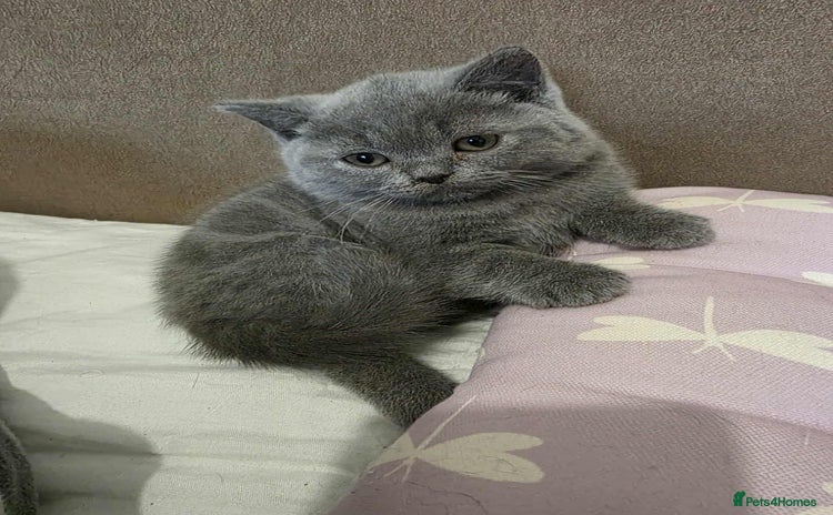 British Shorthair cats - Advert 8