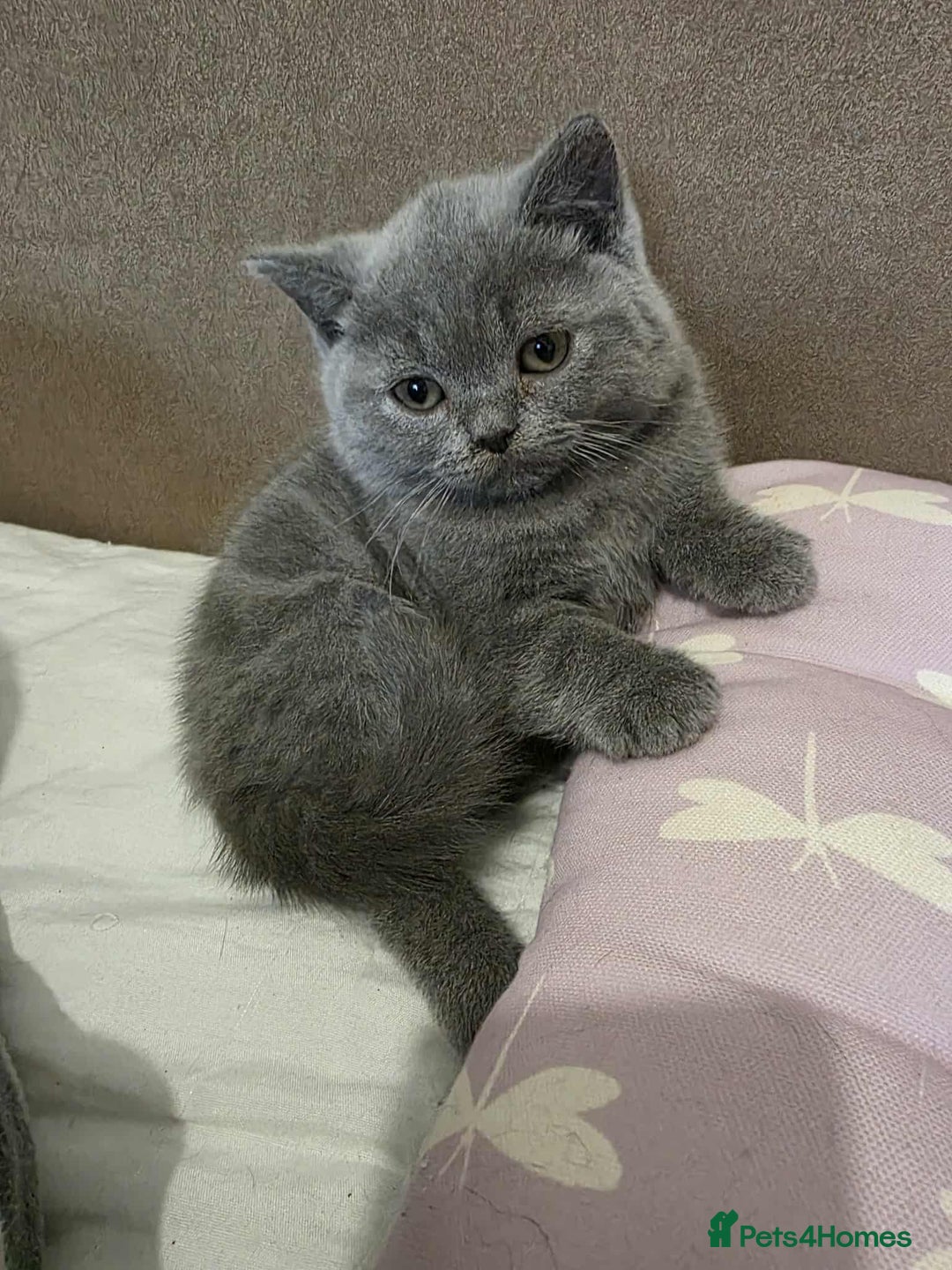 British Shorthair cats for sale: Beautiful BSH Kittens from the champion lines - Image 9