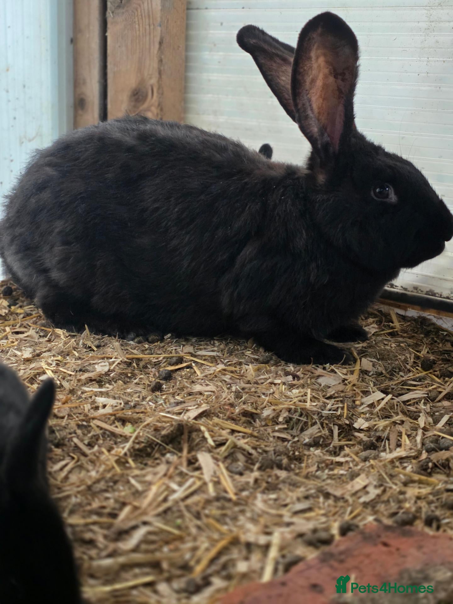 Continental Giant rabbits Continental giants, black and black/grey undercoat - Advert 6
