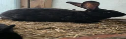 Continental Giant rabbits for sale: Continental giants, black and black/grey undercoat - Advert 1