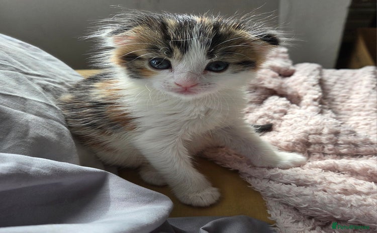 Scottish Fold cats - Advert 3