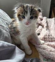 Scottish Fold cats - Advert 2