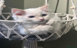 Ragdoll cats for sale: Cream point boy ready now in Lincoln - Image 2