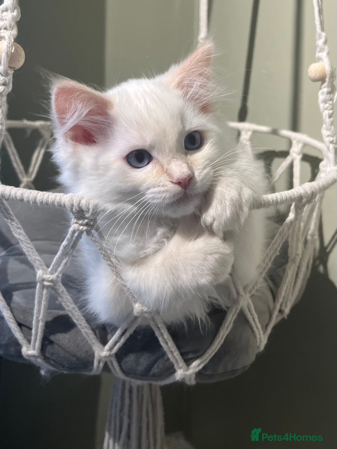 Ragdoll cats for sale: Cream point boy ready now in Lincoln - Image 2