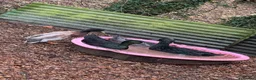 Ducks poultry for sale: FREE DUCKS. 1 FEMALE 2 MALE in Olney - Advert 3