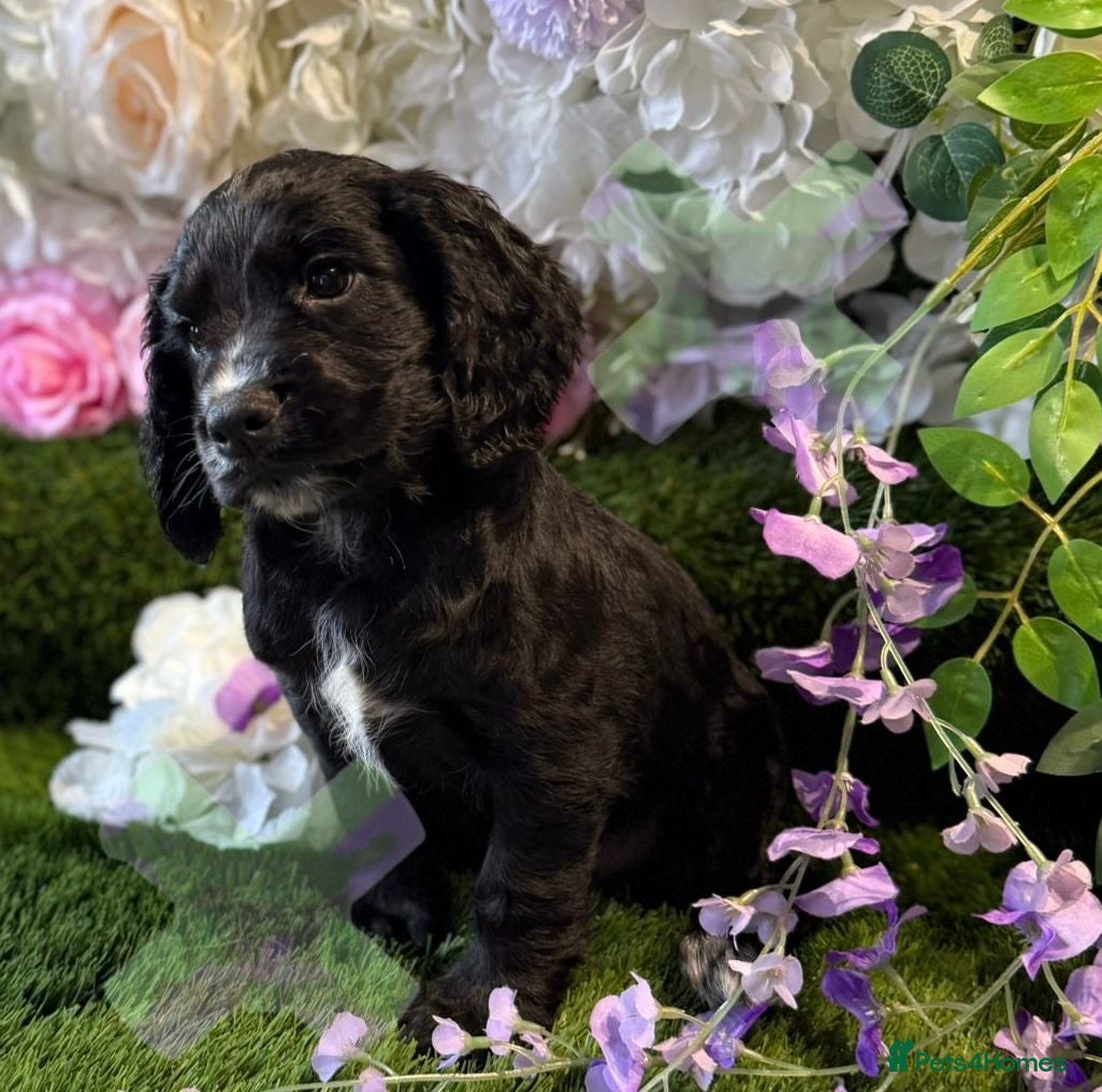 Cocker Spaniel dogs Kc cocker spaniels  17 DNA HEALTH TESTED  - Advert 2
