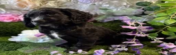 Cocker Spaniel dogs for sale: Kc cocker spaniels  17 DNA HEALTH TESTED  - Advert 2
