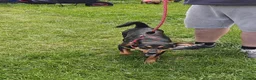 Mixed Breed dogs for adoption: ❤️🐶 PENNY – A WHOLE WORLD OF HAPPINESS! 🐶❤️ in Folkestone - Advert 15