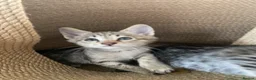 Savannah cats for sale: Savannah PED’G kittens dark boy, light girl F5 sbt - Advert 18