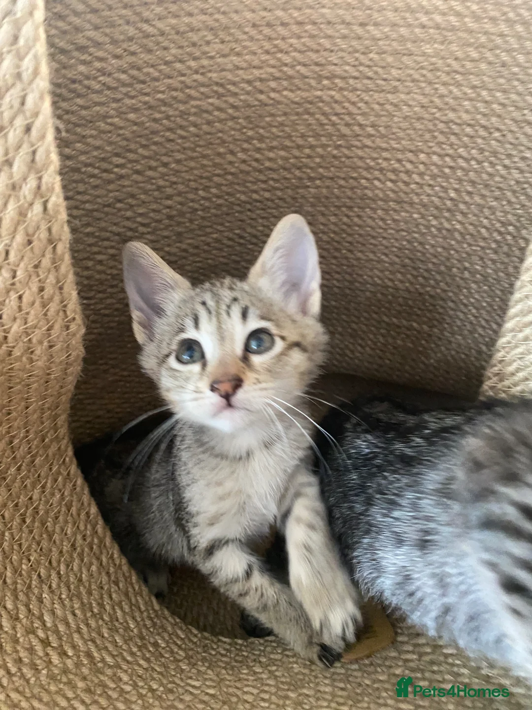Savannah cats for sale: Savannah PED’G kittens dark boy, light girl F5 sbt - Advert 18