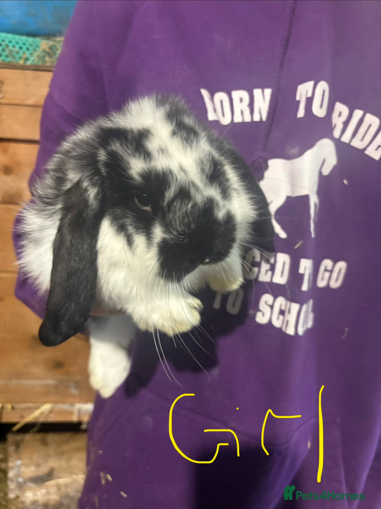 French Lop rabbits Beautiful baby French lop rabbits  - Advert 3