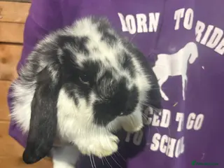 French Lop rabbits Beautiful baby French lop rabbits - Advert 3