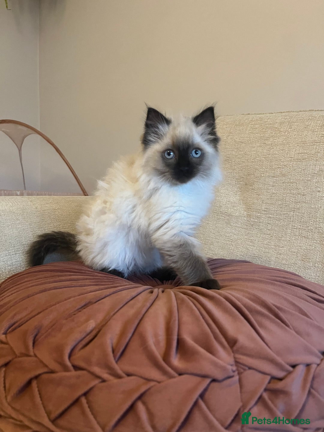 Ragdoll cats for sale: Adorable Ragdoll Kittens - Advert 11