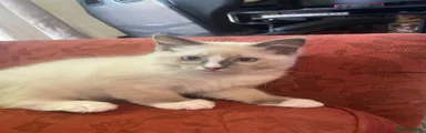 Ragdoll 2