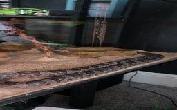 Corn Snake reptiles for sale: 4 Year Old Corn Snake - Image 2