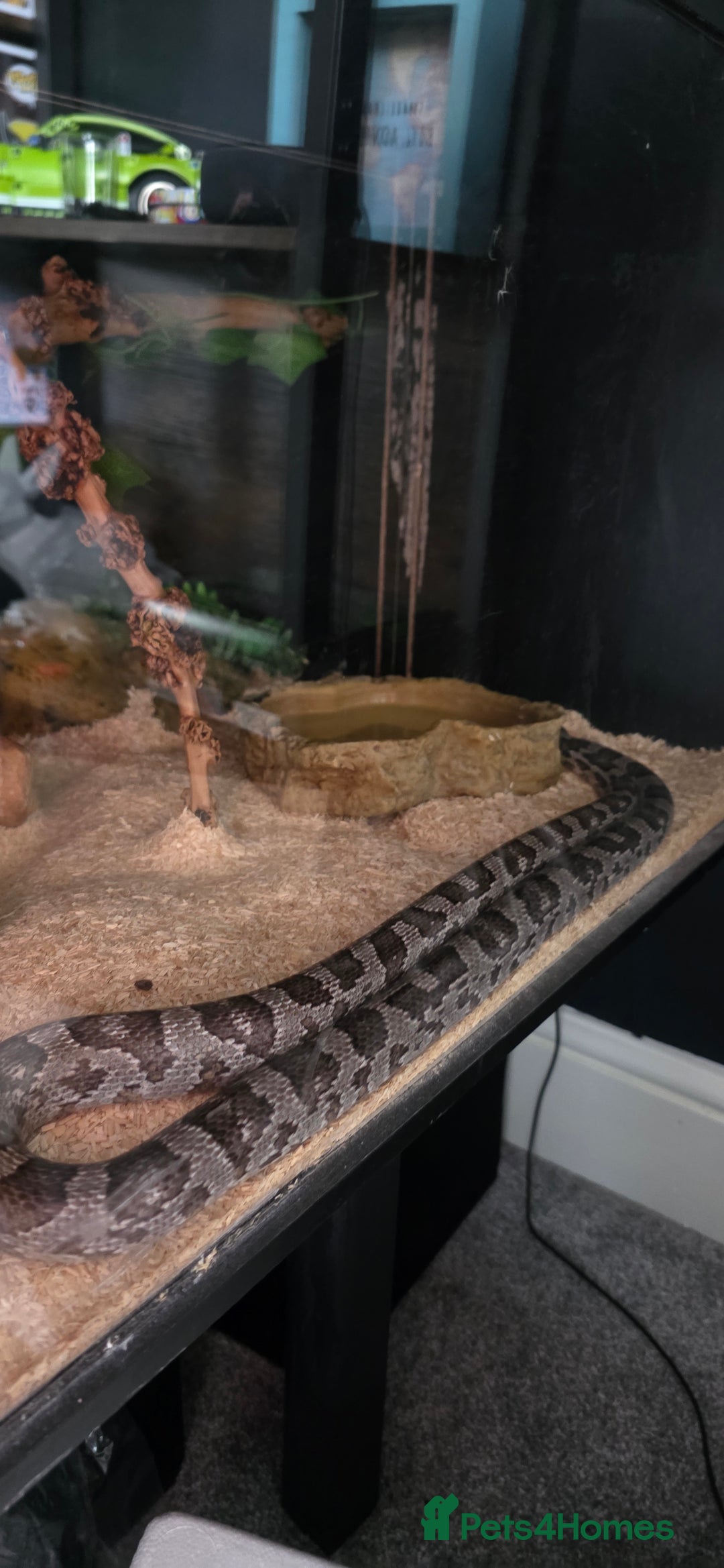Corn Snake reptiles for sale: 4 Year Old Corn Snake - Image 2
