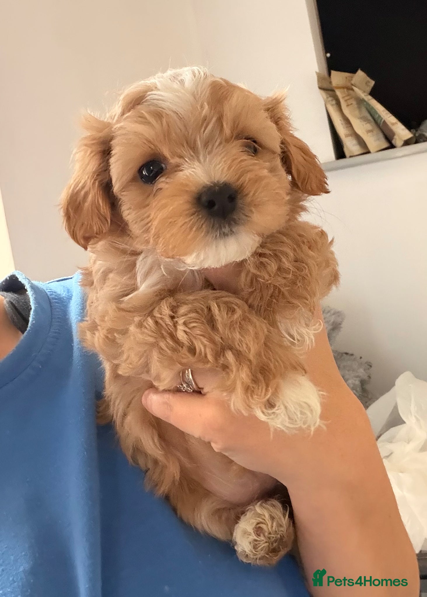 Maltipoo dogs F1 TOY maltipoos,parents dna health clear🏆blood - Advert 12