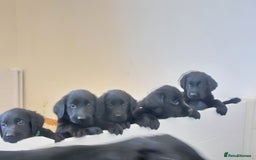 Flat coated Retriever dogs for sale: Flatcoated retriever puppies  - Image 21
