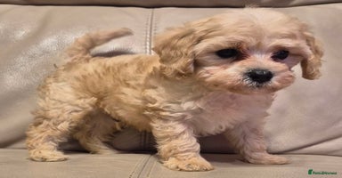 Cavapoochon dogs - Advert 7