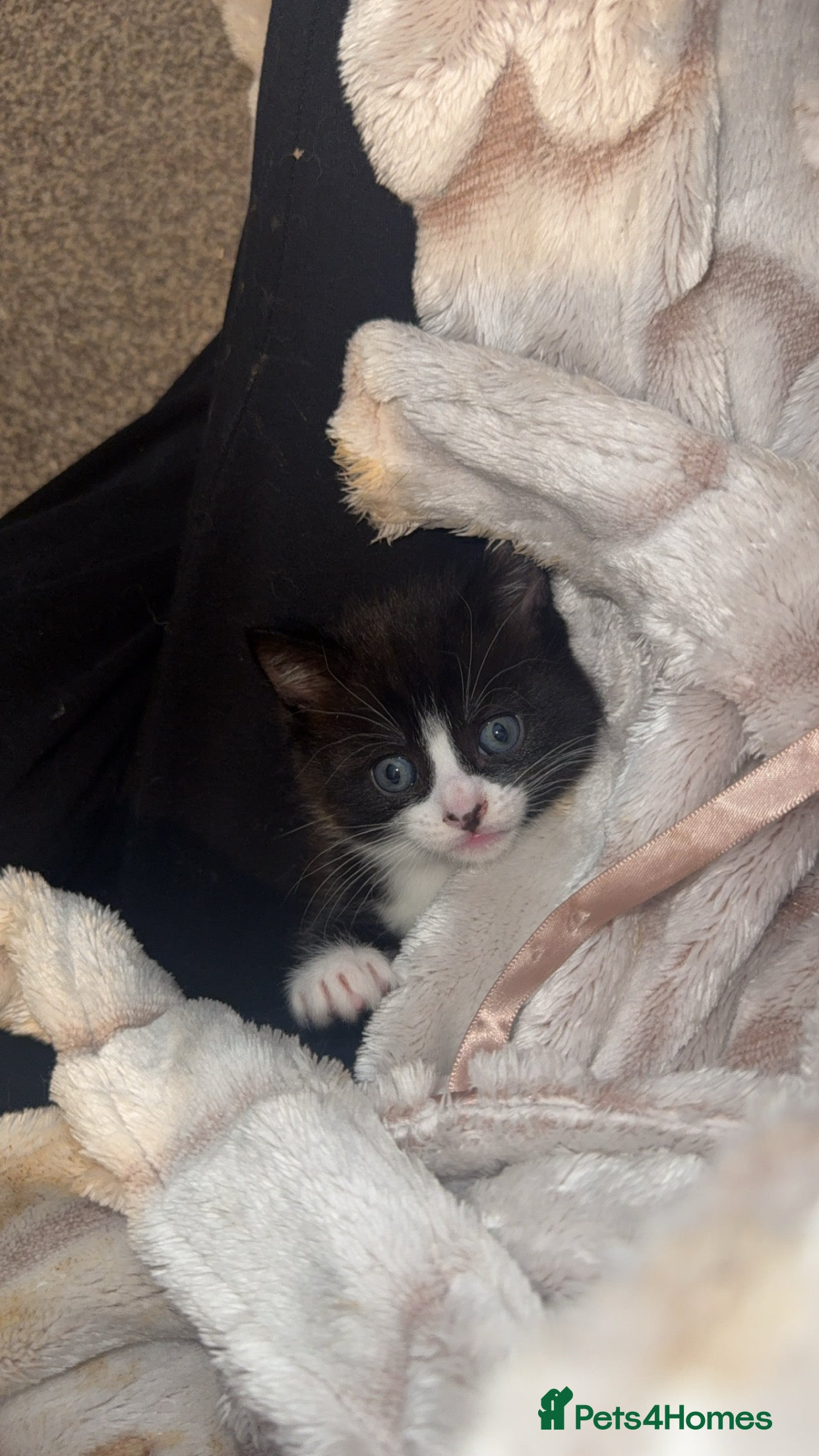 Ragdoll cats Ragdoll cross kittens  - Advert 3