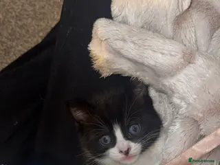 Ragdoll cats Ragdoll cross kittens - Advert 3