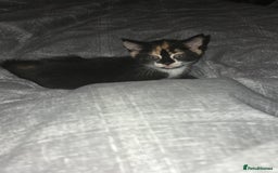 Mixed Breed cats for sale: Mainecoon x domestic  - Image 3