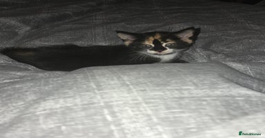 Mixed Breed cats - Advert 1
