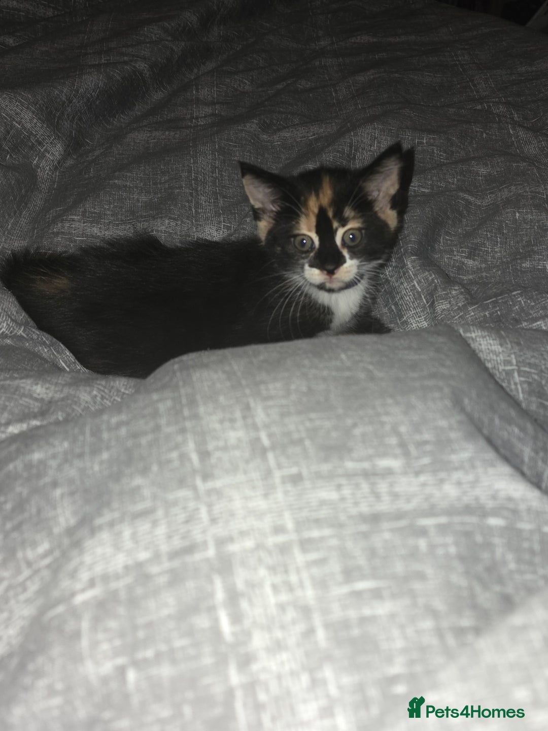 Mixed Breed cats for sale: Mainecoon x domestic  - Image 3