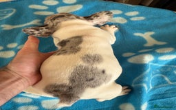 French Bulldog dogs for sale: French Bulldog Puppies 3 Male 4 Female  - Image 20
