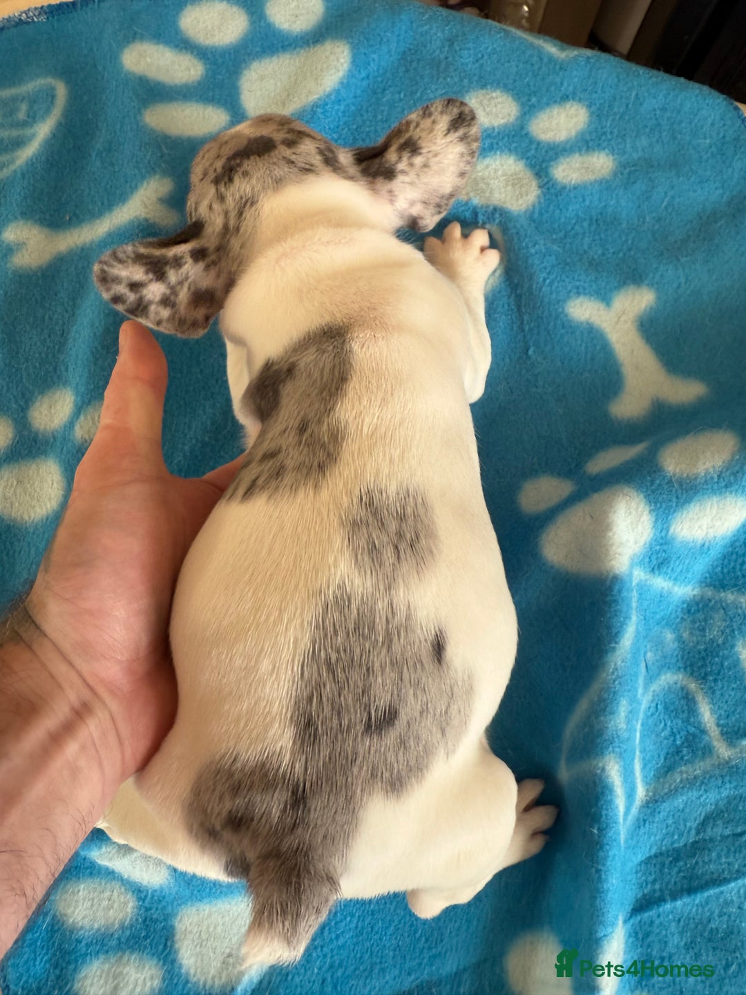 French Bulldog dogs for sale: French Bulldog Puppies 3 Male 4 Female  - Image 20
