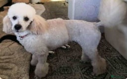 Cockapoo dogs for sale: Beautiful cockapoo babies!  - Image 14