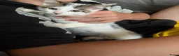 Mixed Breed cats for sale: Two male kittens for sale in West Bromwich - Advert 3