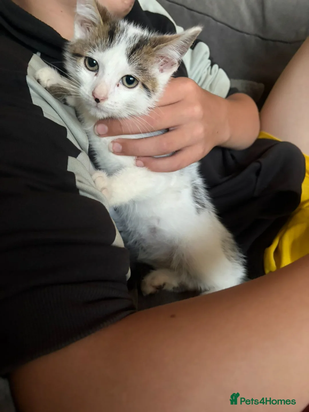 Mixed Breed cats for sale: Two male kittens for sale in West Bromwich - Advert 3