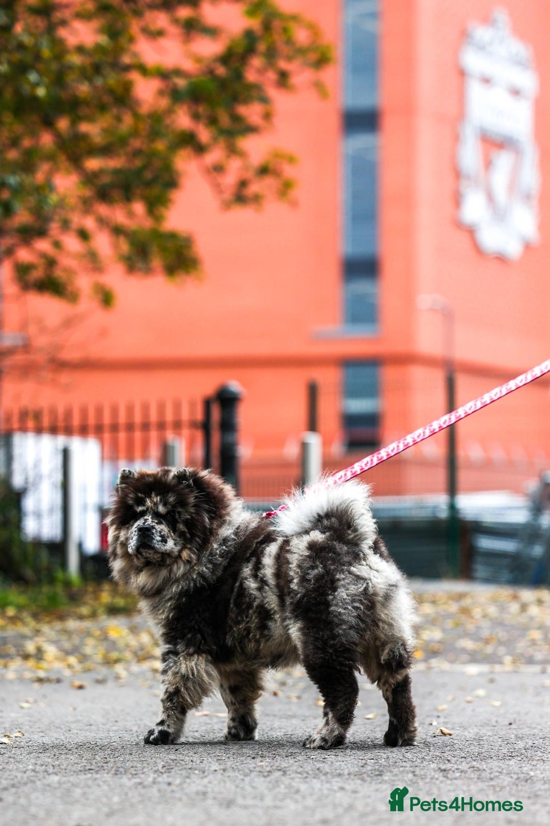 Chow Chow dogs for sale: Female Merle Chow Chow 8 months old - Advert 3
