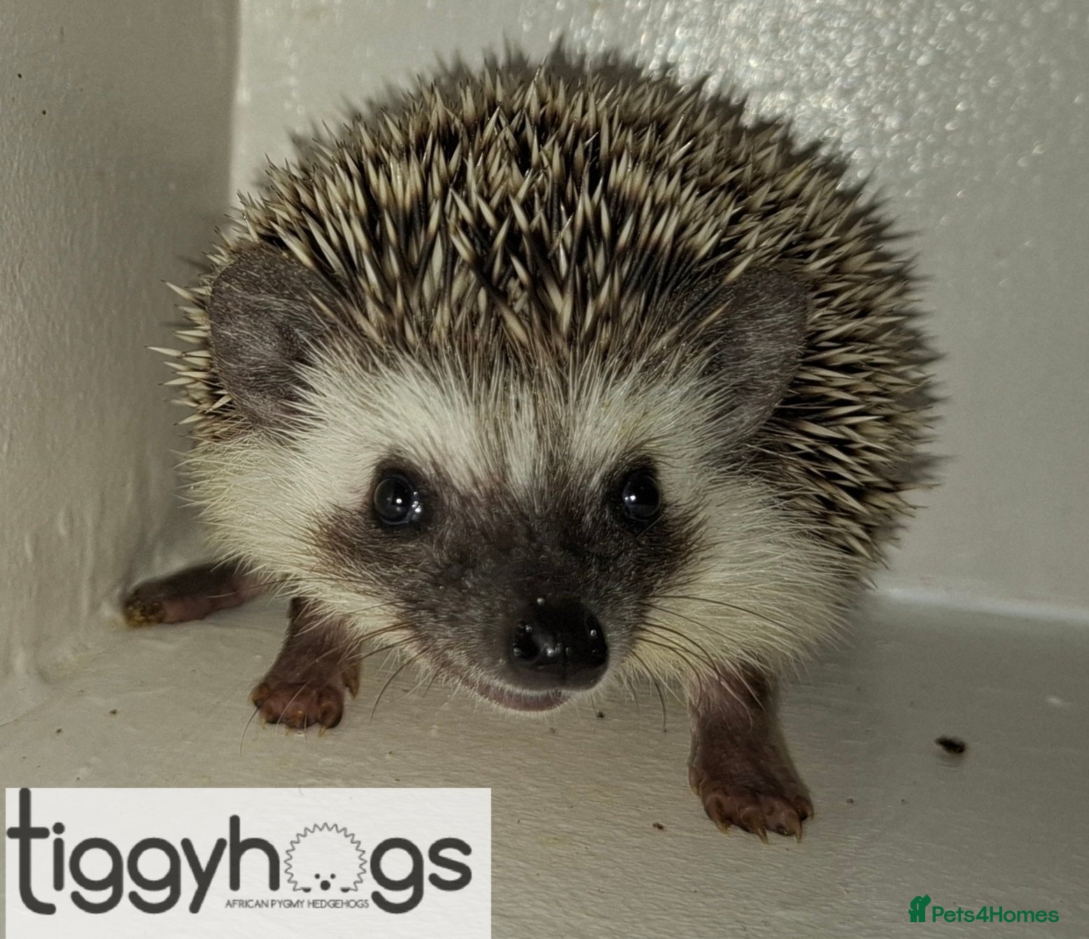 Pygmy Hedgehog rodents for sale: Ready from 9th may - 1 handsome Male - Advert 1