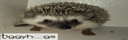 Pygmy Hedgehog rodents for sale: Ready from 9th may - 1 handsome Male - Advert 1