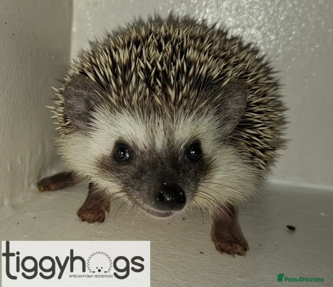 Pygmy Hedgehog rodents for sale: Ready from 9th may - 1 handsome Male - Advert 1
