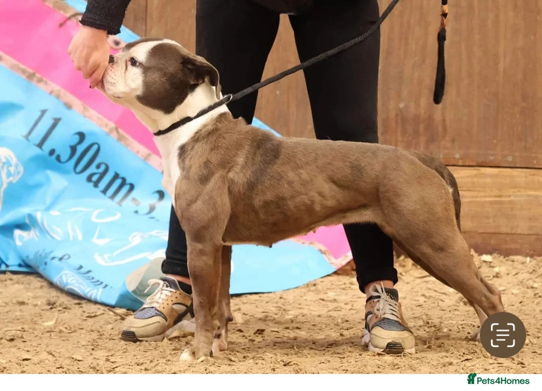 Old Tyme Bulldog dogs for sale: Old tyme bulldog female - Advert 4