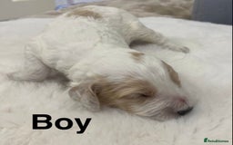 Cockapoo dogs for sale: F2 Cockapoo - Image 1